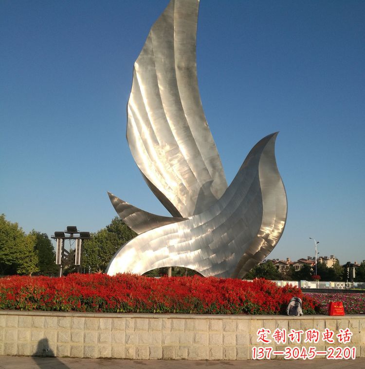 泰安“鸽子之恋”——让爱飞翔