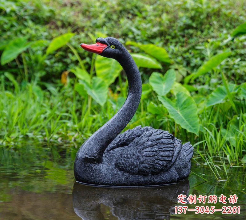 泰安黑天鹅婉约鱼尾,完美呈现园林水塘水景