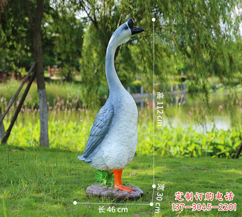 泰安站立立脖灰色天鹅